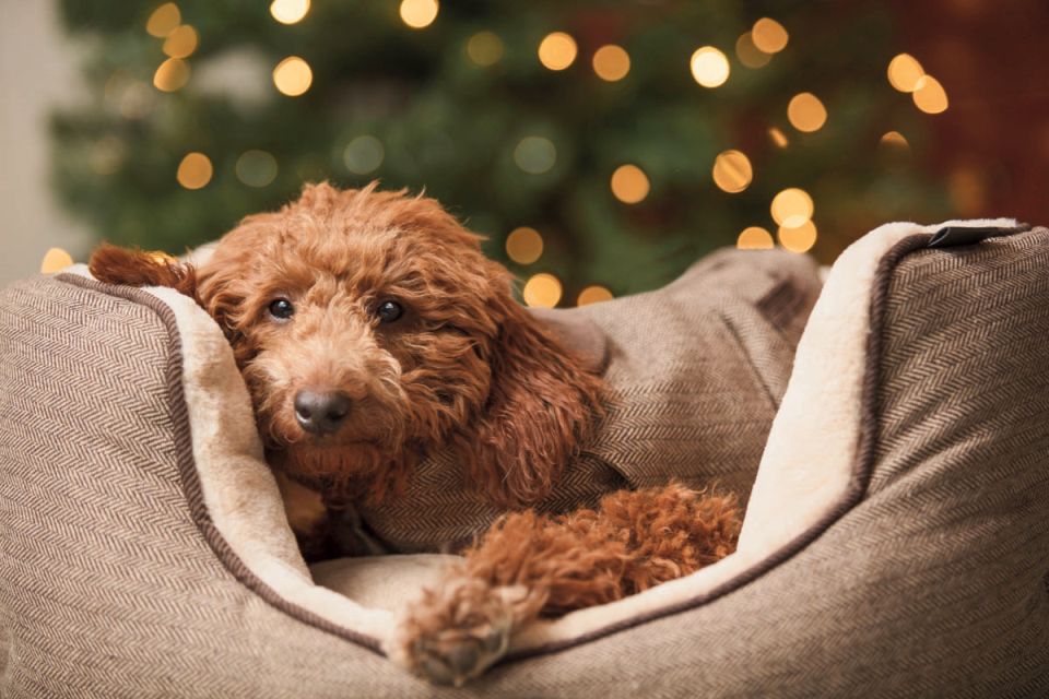 Not just for Christmas: Pets at Home raises profit outlook