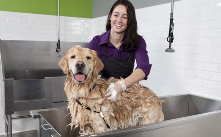 Pets at Home backs guidance amid vet probe