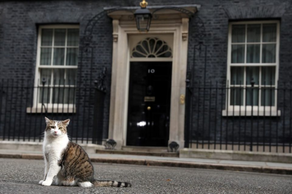 ‘Fake mews’: Larry the Cat isn’t retiring from Downing Street any time ...