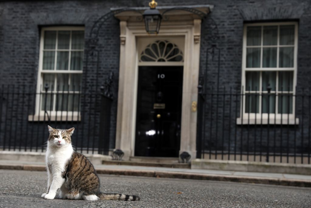 ‘Fake mews’: Larry the Cat isn’t retiring from Downing Street any time soon