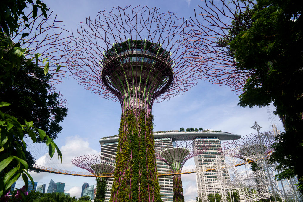 Сингапур май. Супер деревья в сингапуресвкрхц. Supertree Observatory. Supertrees in Singapore.