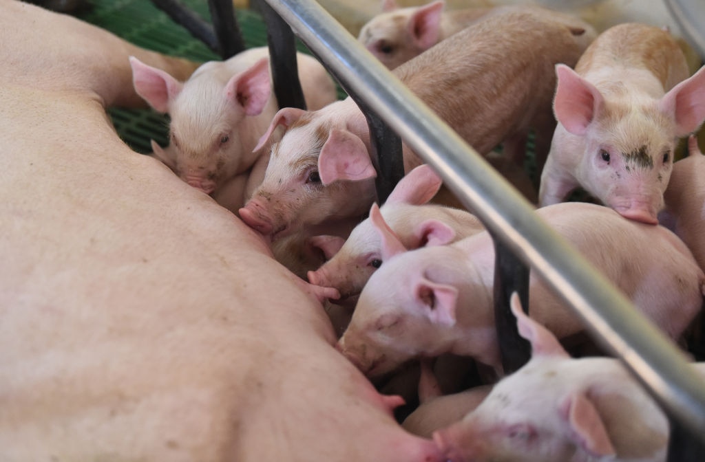 Cranswick: Pig farms boost outlook for food producer yet again