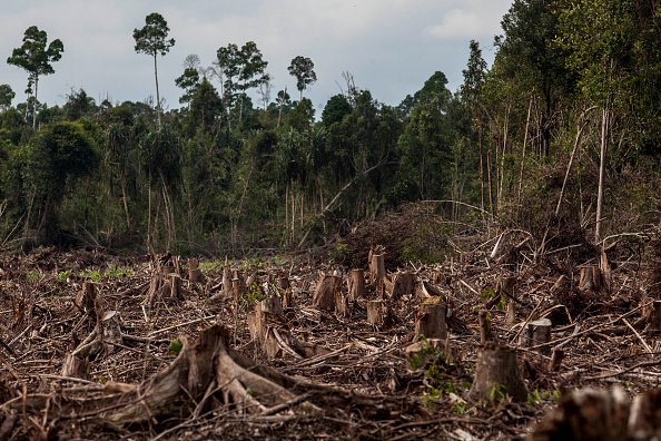 Q&A: why tackle harmful deforestation – and how? - CityAM