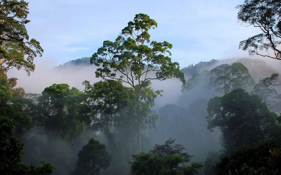 Malaysian Rainforests Overview