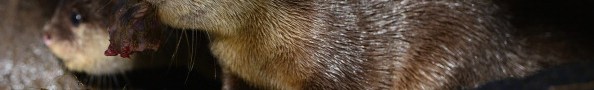 Oriental Short Clawed Otter Pups At Edinburgh Zoo