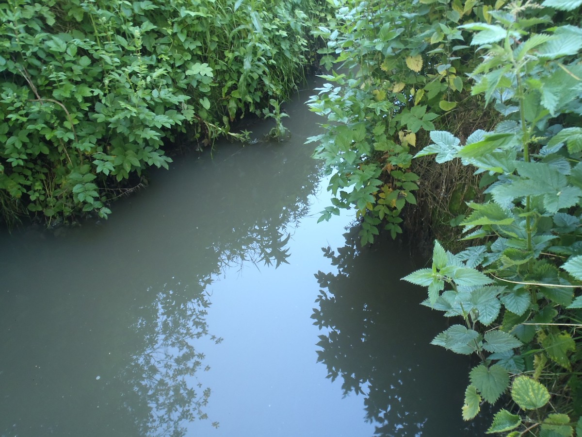 Toxic English rivers: not a single river classified as having ‘good’ water quality