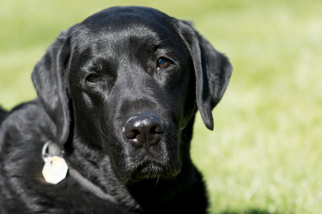 Our politicians are like labradors - happiest only in the long grass ...