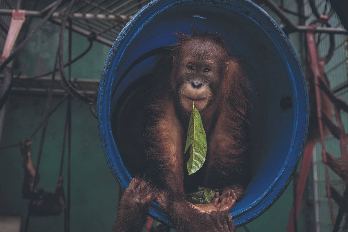 I spotted the last wild orangutans in Borneo –  you can too