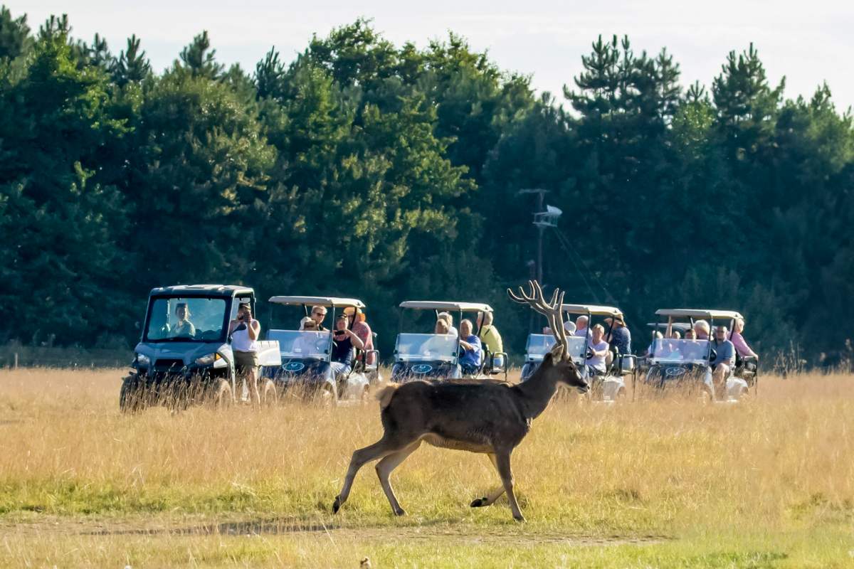 This Norfolk safari has really unusual animals and self-drive buggies