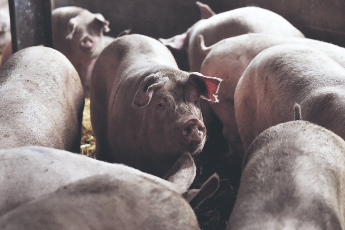 Last year Genus created gene editing technology that makes pigs immune from swine flu