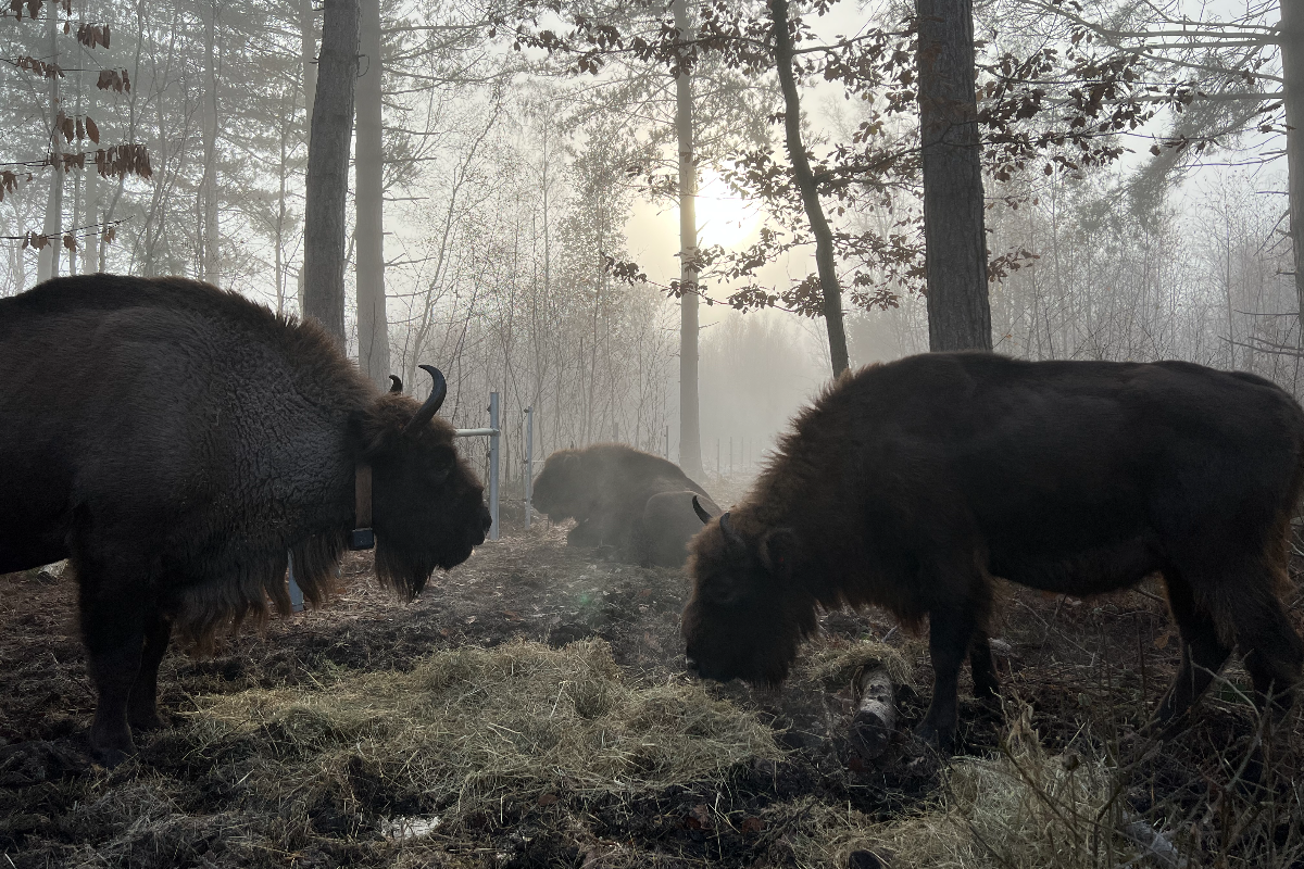 I went looking for wild Bison in exotic Kent. Here’s what I learned