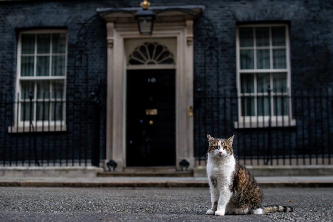 Should Larry the cat be worried by Starmer’s new kitten?