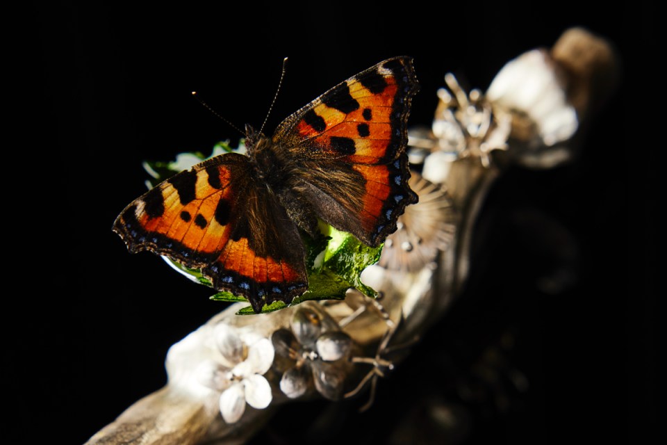 A dish at Jordnaer featuring a butterfly. But can it take the mantel from Noma?