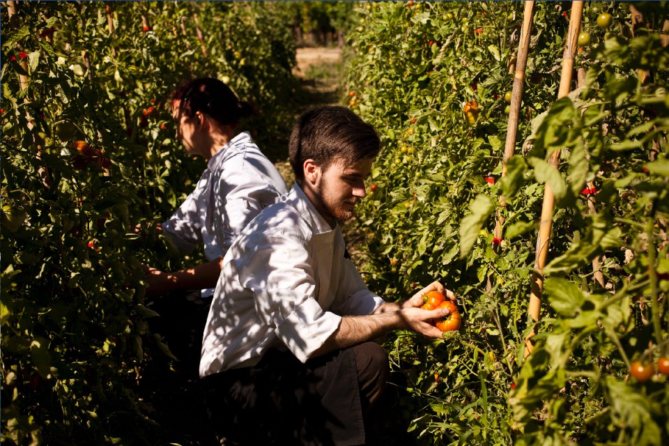 Fruit pickers at Chateau St Pierre de Serjac in Languedoc