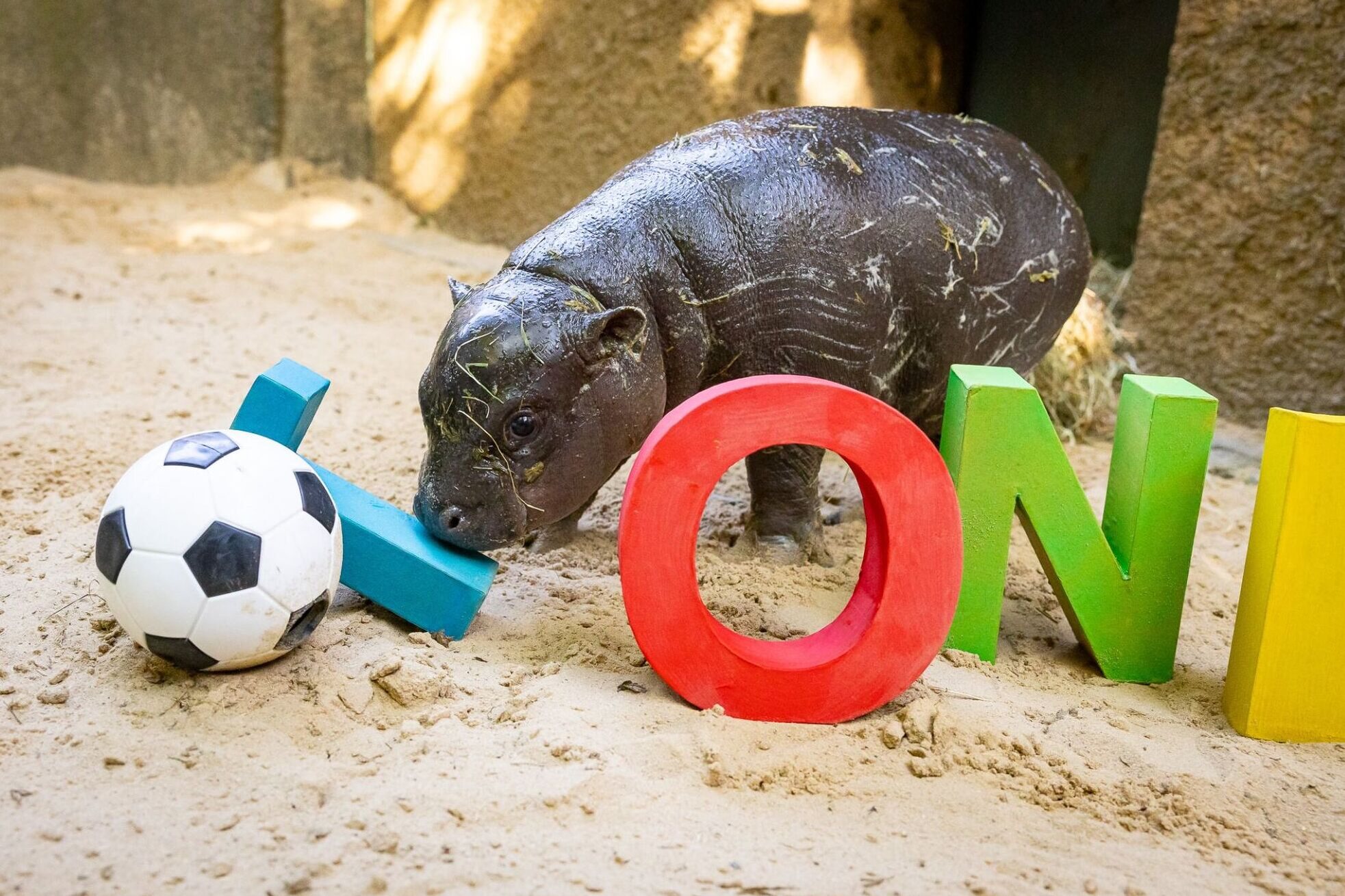 Former Chelsea star sells belongings to save endangered pygmy hippos