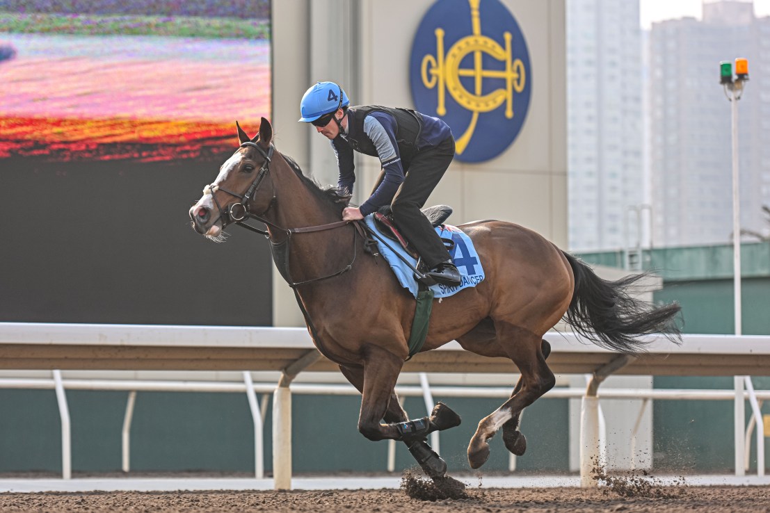 Spirit Dancer at morning trackwork on Sha Tin's all-weather track