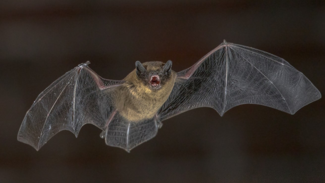 Does Britain care more about bats than people?