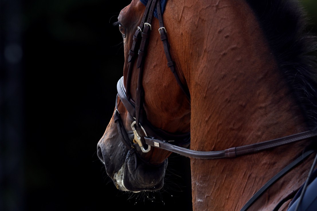 The Thoroughbred Aftercare Programme aims to help racehorses to live a rewarding life after they retire from racing